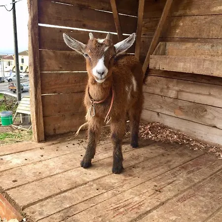 The Azores Homestead - Terceira 3*