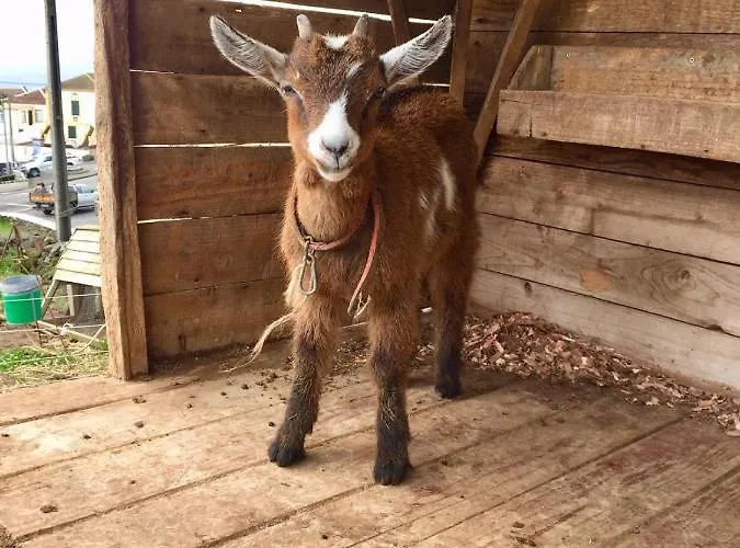 The Azores Homestead - Terceira 3*