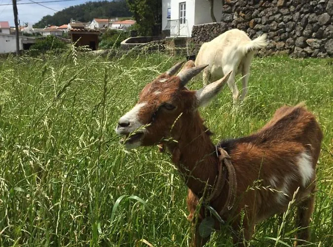 Affittacamere The Azores Homestead - Terceira