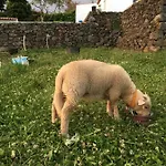 The Azores Homestead - Terceira