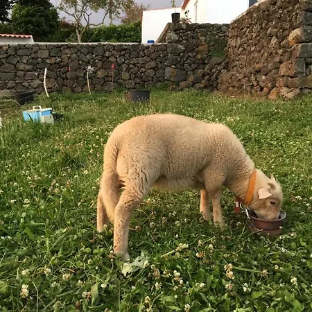 The Azores Homestead - Terceira