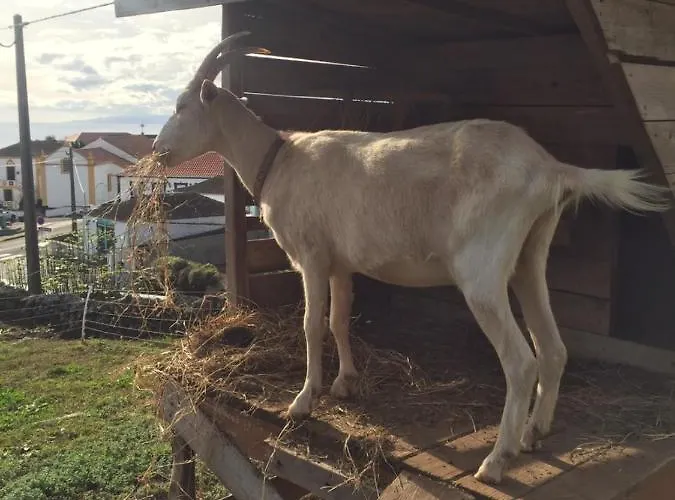 The Azores Homestead - Terceira Guest house 3*