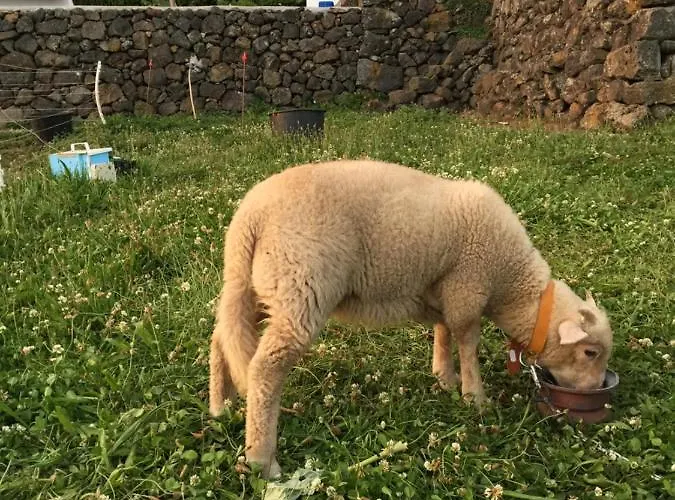 The Azores Homestead - Terceira
